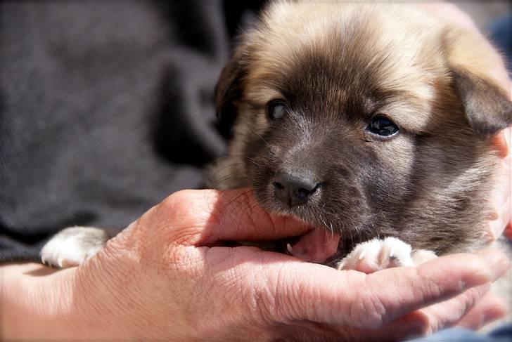 Islandsk fårehund Fala - 4 uger gammel. billede 3