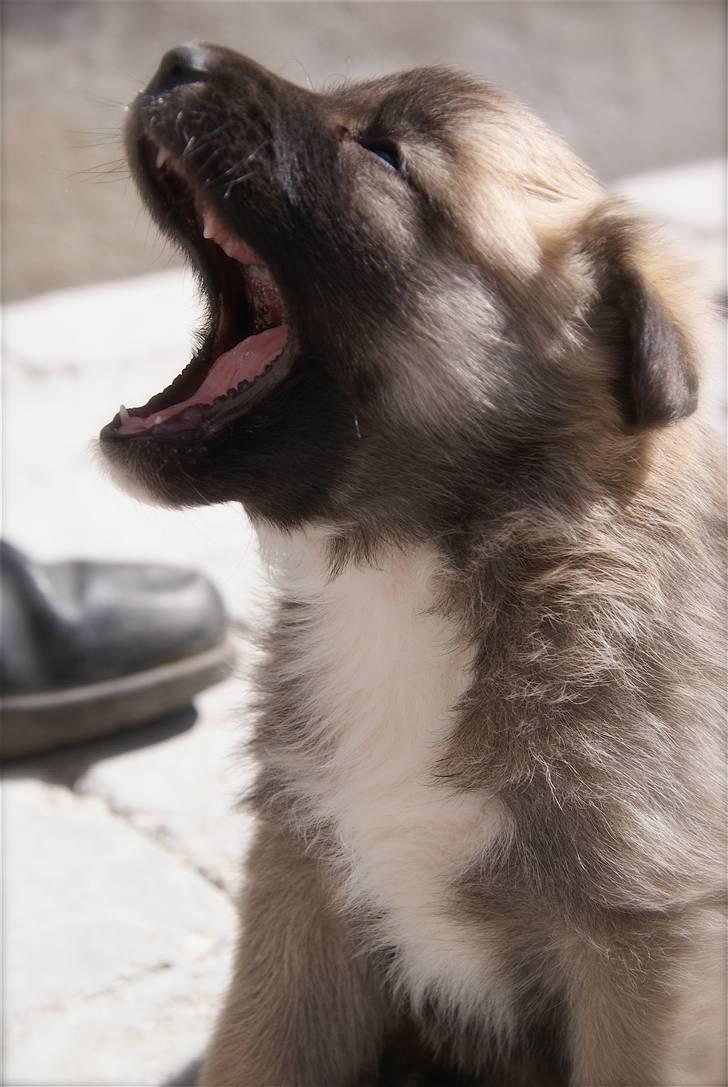 Islandsk fårehund Fala - 4 uger gammel.. ***GRR, JEG SPISER DIG*** billede 4