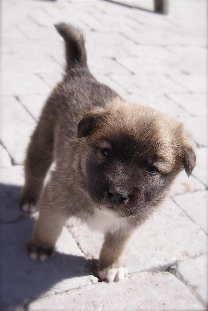 Islandsk fårehund Fala - 4 uger gammel. billede 5