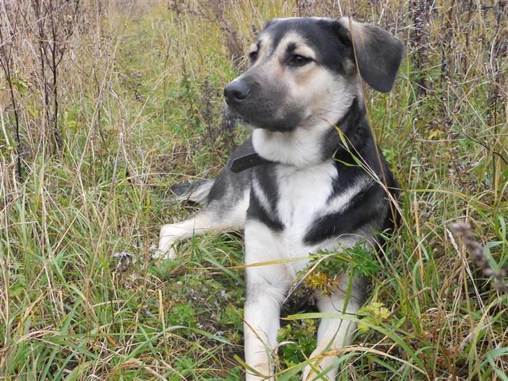 Blanding af racer Zenta - » 1 « - Min skønne skønne hund <3 ~ | Fotograf: Nadja L (mig) | billede 1