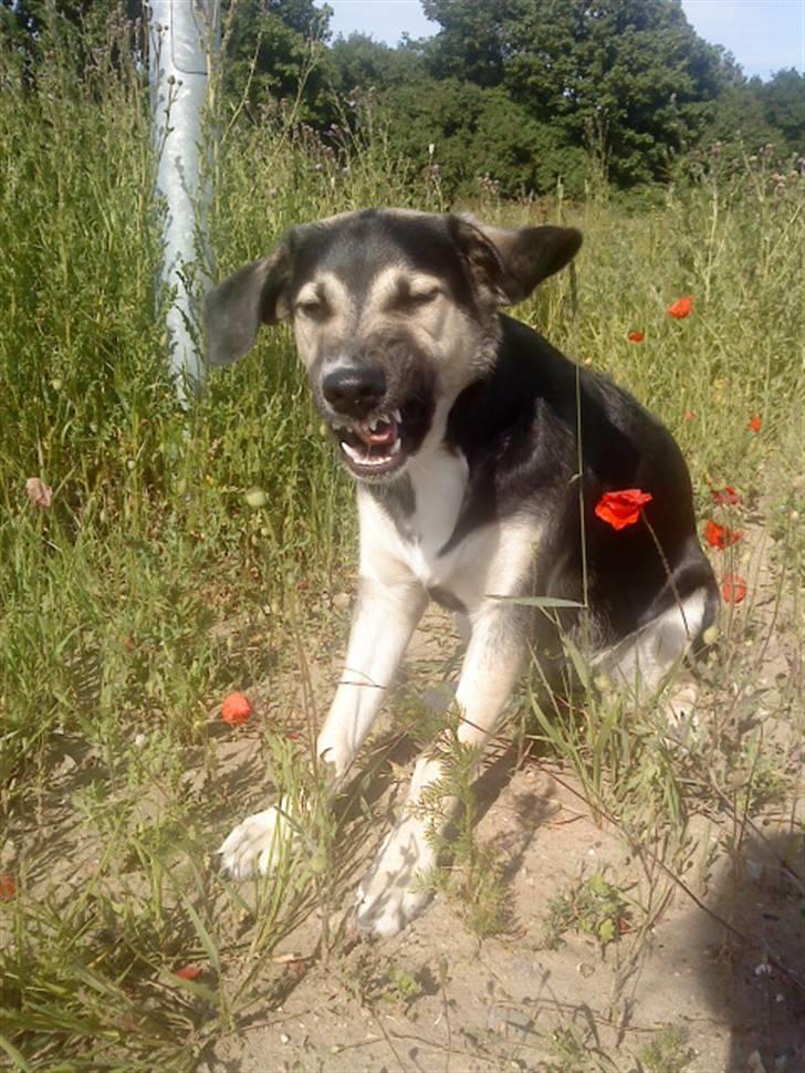 Blanding af racer Zenta - » 7 « - Arrige hund? xD elsker hende ! ~ | Fotograf: Nadja L (mig) | billede 7