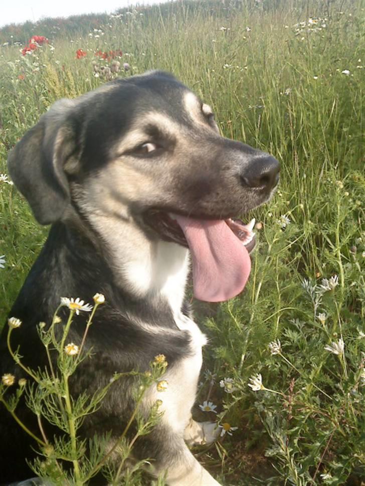 Blanding af racer Zenta - » 18 « - Skøre hund 8D <3 ~ | Fotograf: Nadja L (mig) |  billede 18