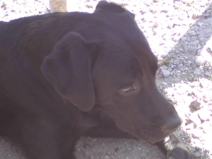 Labrador retriever IKO billede 1