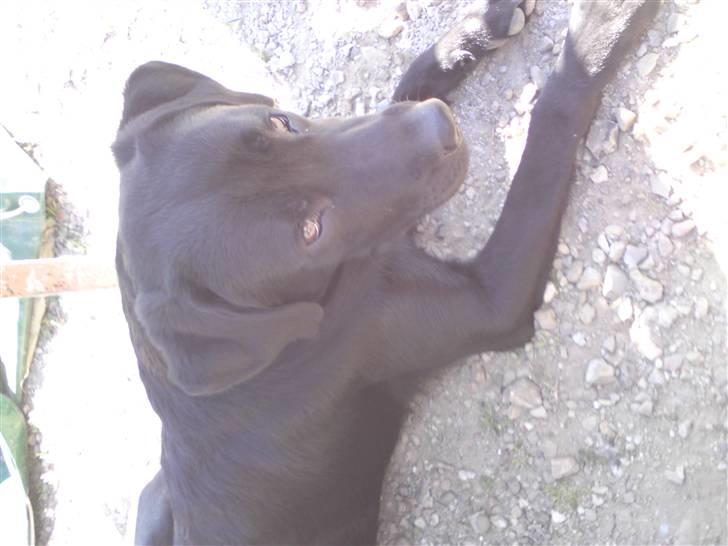 Labrador retriever IKO billede 2