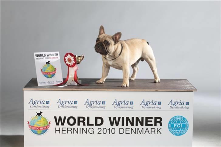 Fransk bulldog Bullconnexion Hector billede 1