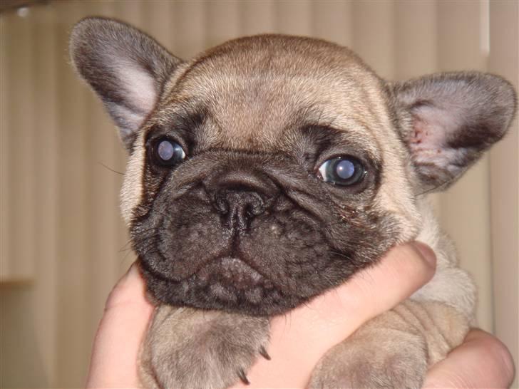 Fransk bulldog Bullconnexion Hector billede 2