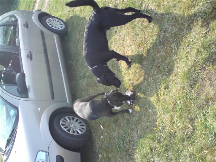 Labrador retriever IKO - Det er mig den store :-) billede 3