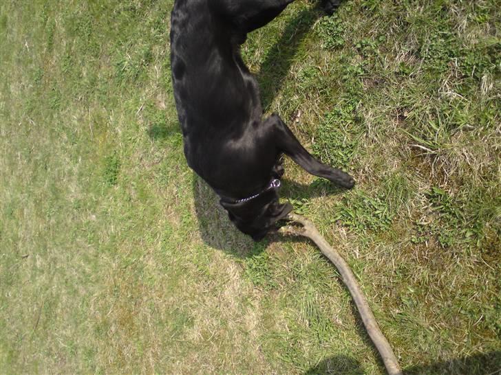 Labrador retriever IKO billede 4