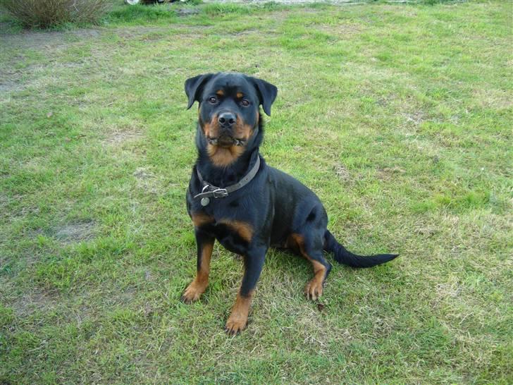 Rottweiler Shiela (Himmelhund) - Her har i mig så billede 1