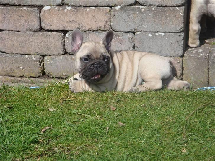 Fransk bulldog Bullconnexion Hector billede 3