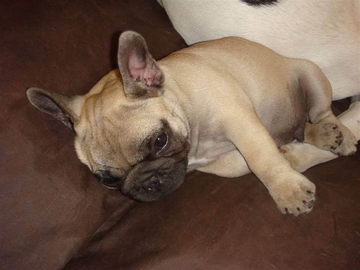 Fransk bulldog Bullconnexion Hector billede 6