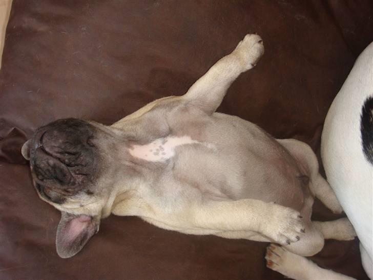 Fransk bulldog Bullconnexion Hector billede 7