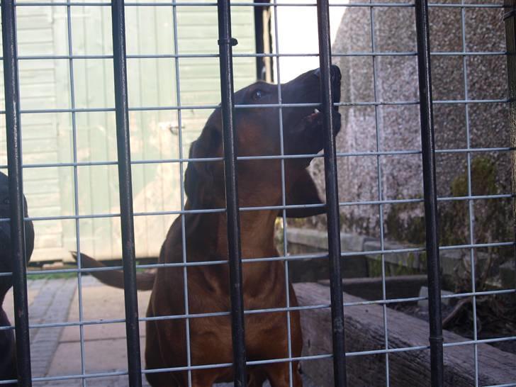 Bayersk bjergsschweisshund | Roma | • Tøzze •  billede 1