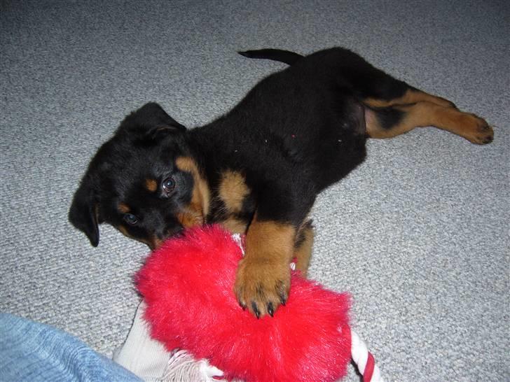 Rottweiler Shiela (Himmelhund) - Mig og min første bamse billede 2