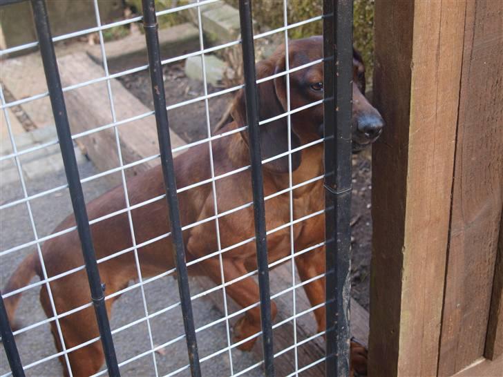 Bayersk bjergsschweisshund | Roma | • Tøzze •  billede 3