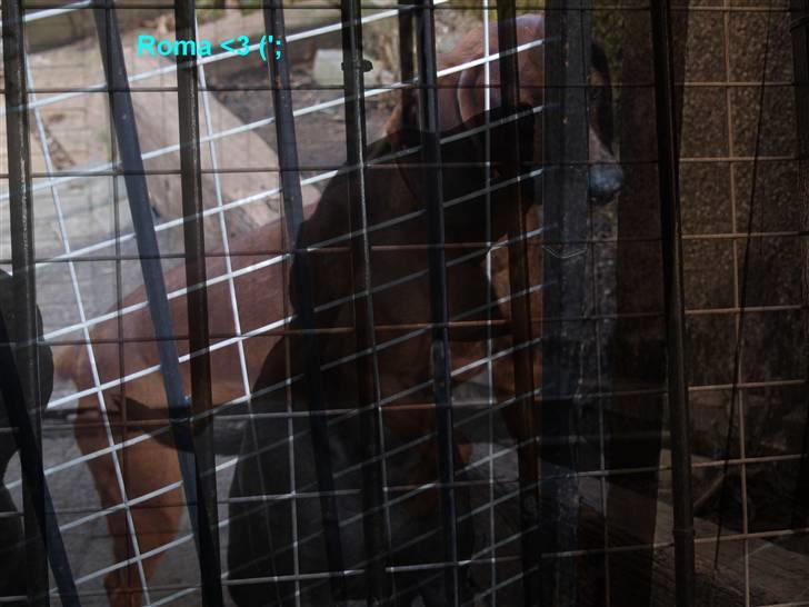 Bayersk bjergsschweisshund | Roma | • Tøzze •  billede 4