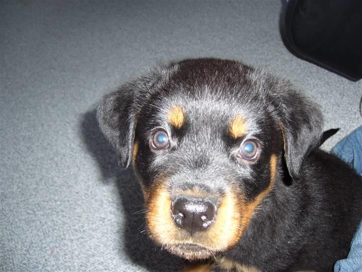 Rottweiler Shiela (Himmelhund) billede 3