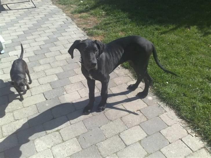 Grand danois Kessler billede 7