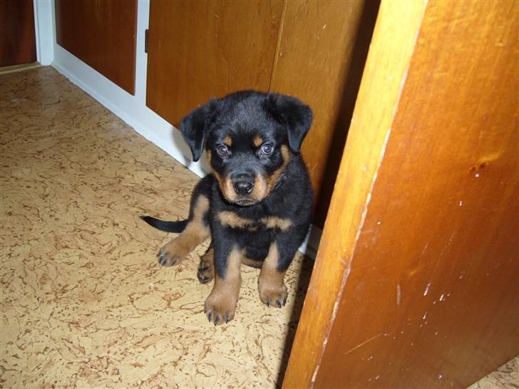 Rottweiler Shiela (Himmelhund) billede 4