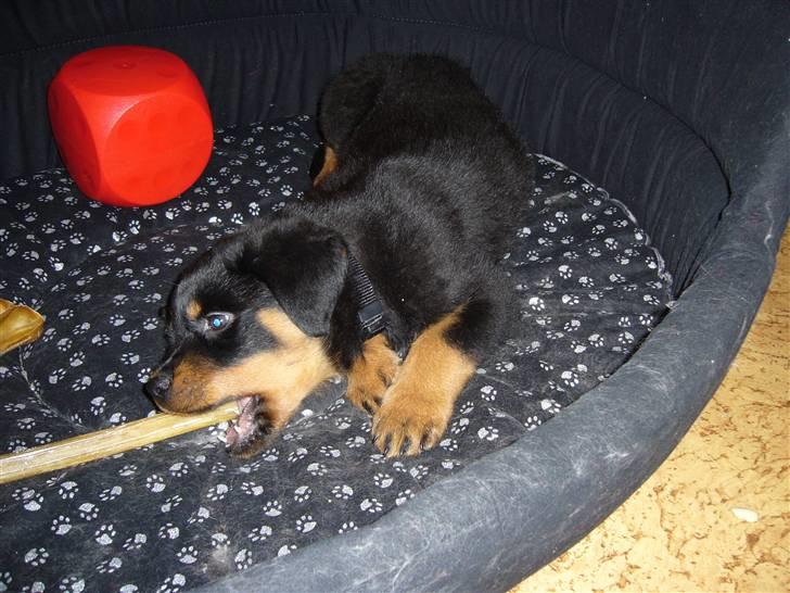 Rottweiler Shiela (Himmelhund) - Mums et lækkert tyggeben billede 5