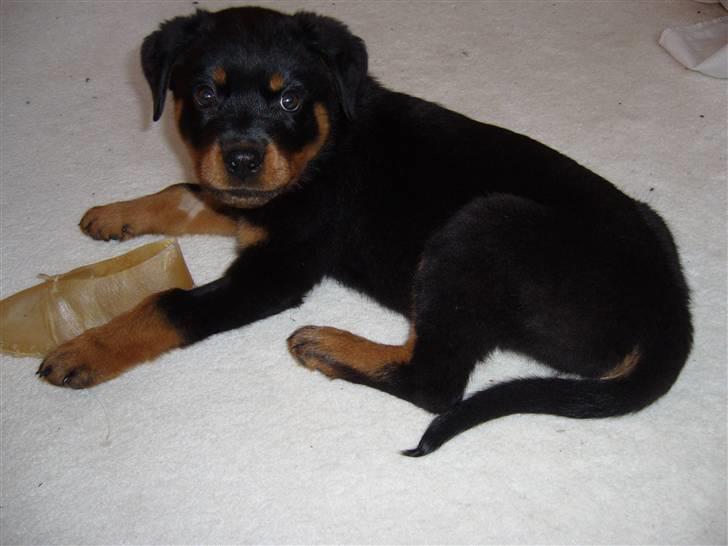 Rottweiler Shiela (Himmelhund) billede 6