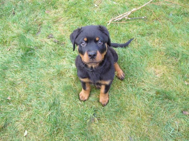 Rottweiler Shiela (Himmelhund) billede 7