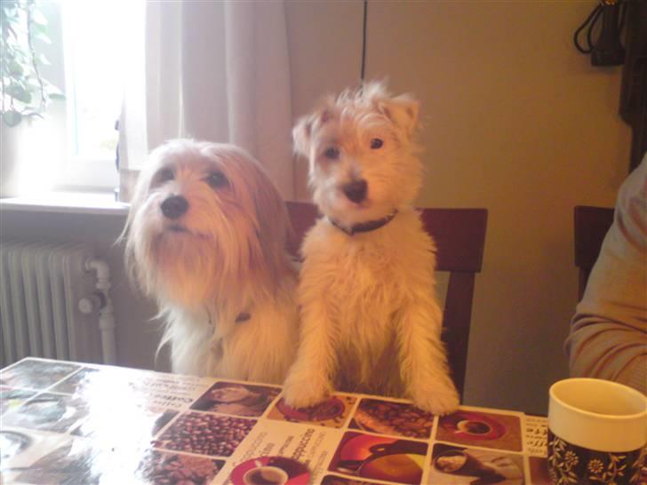 Jack russell terrier Jensen - lige en tur hjemme og besøge onkel fido :P billede 13