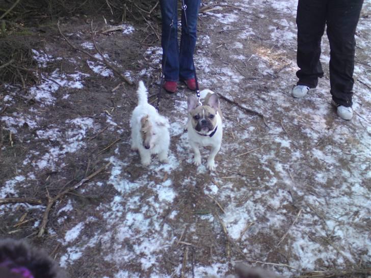 Jack russell terrier Jensen - bubzi og jensen på tur i hundeskoven billede 17