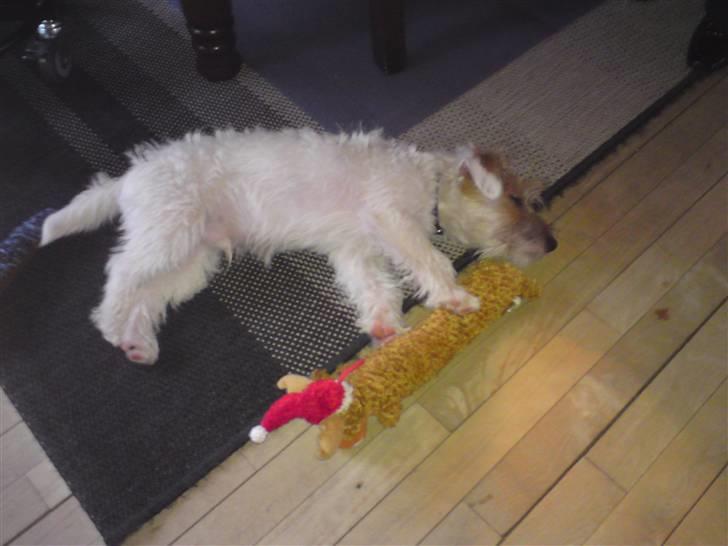 Jack russell terrier Jensen - træt efter en god omgang leg :) billede 14