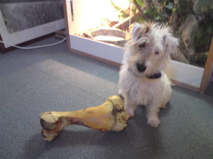 Jack russell terrier Jensen - den er ik for lille til ham vel :) billede 12