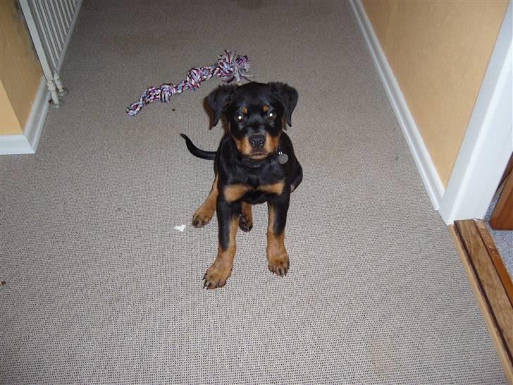 Rottweiler Shiela (Himmelhund) billede 8