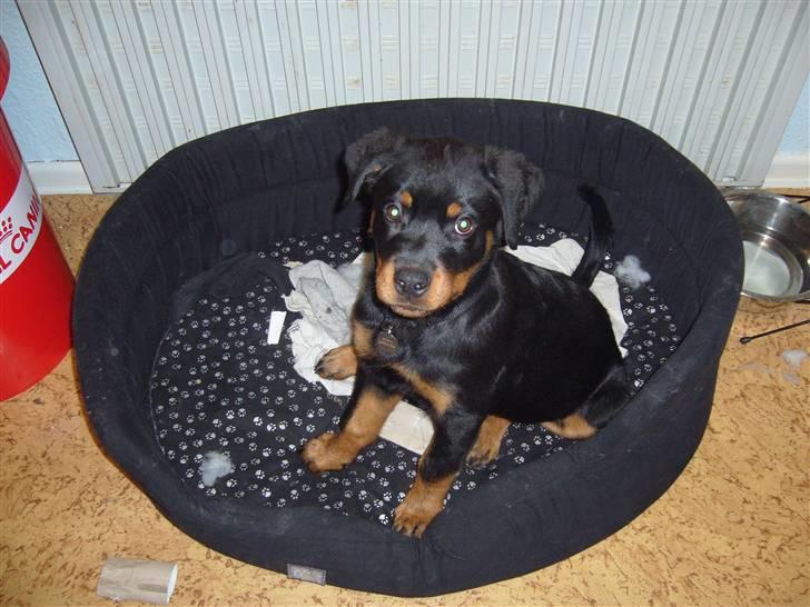 Rottweiler Shiela (Himmelhund) billede 9