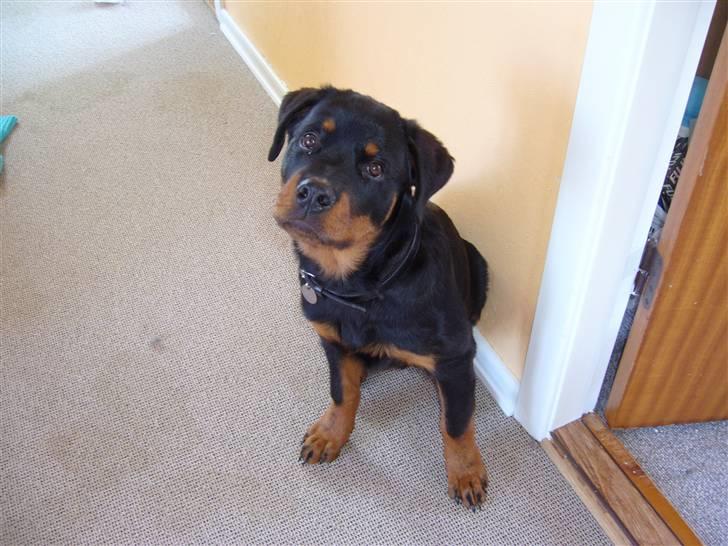 Rottweiler Shiela (Himmelhund) billede 10