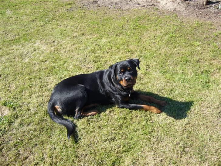 Rottweiler Shiela (Himmelhund) - hygger i haven billede 11