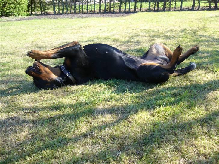 Rottweiler Shiela (Himmelhund) - weee..... en legepind billede 12