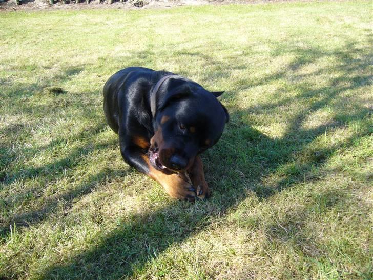 Rottweiler Shiela (Himmelhund) billede 13