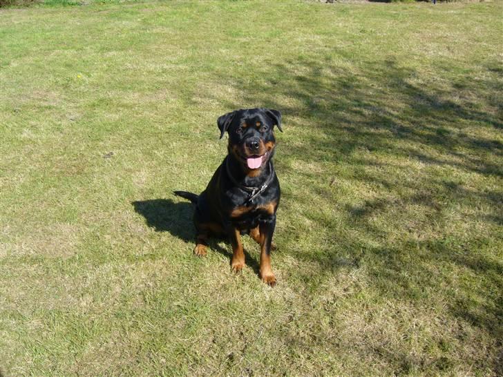Rottweiler Shiela (Himmelhund) billede 14