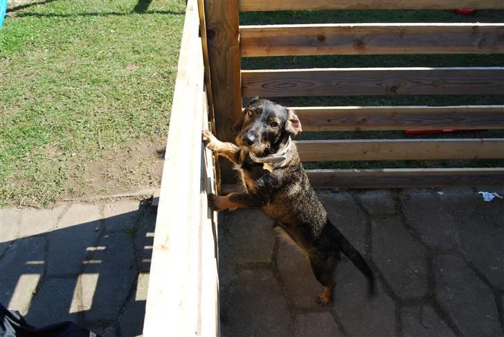 Gravhund Molly  billede 1