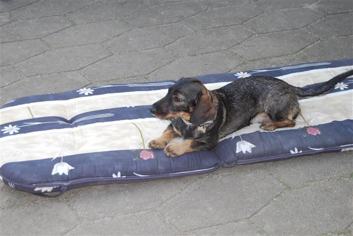 Gravhund Molly  billede 2