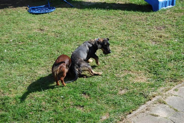 Gravhund Molly  billede 4