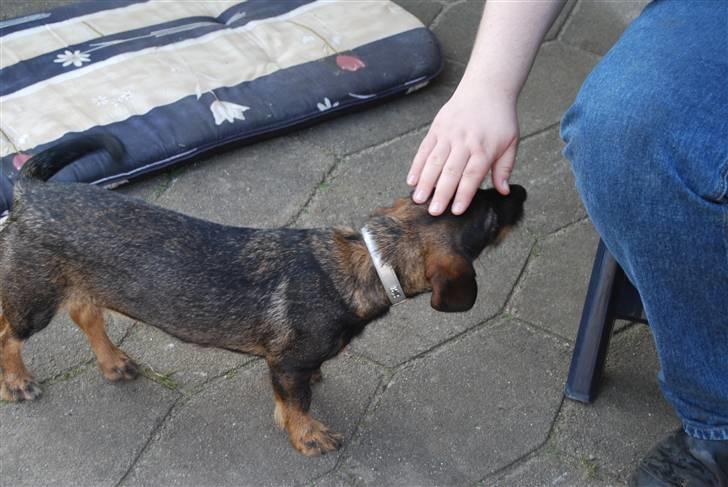 Gravhund Molly  billede 5