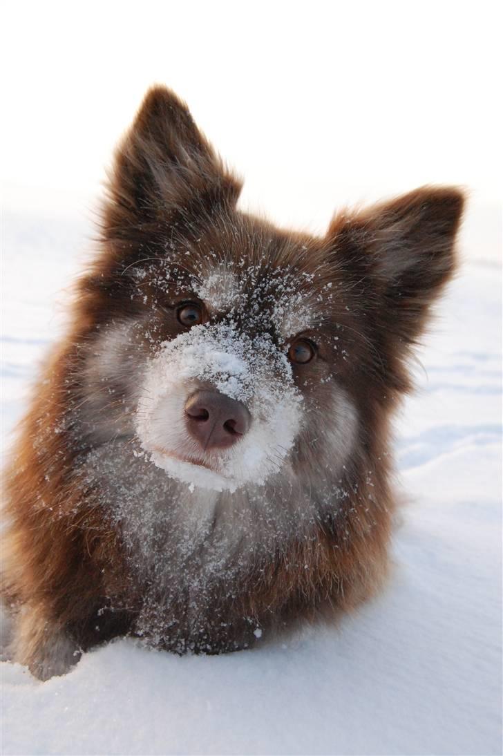 Finsk lapphund Fjällfarmens Qikki - Qira i sneen d. 20/12-10 billede 21