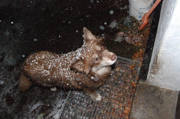 Finsk lapphund Fjällfarmens Qikki - Qira i sin første sne :) billede 23