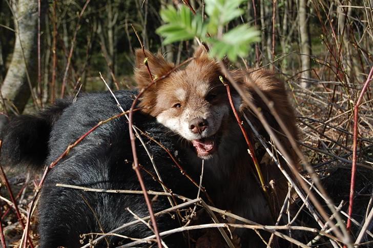 Finsk lapphund Fjällfarmens Qikki - En glad Finsk Lapphund - er en Finsk Lapphund der får lov til at grave! :D billede 24