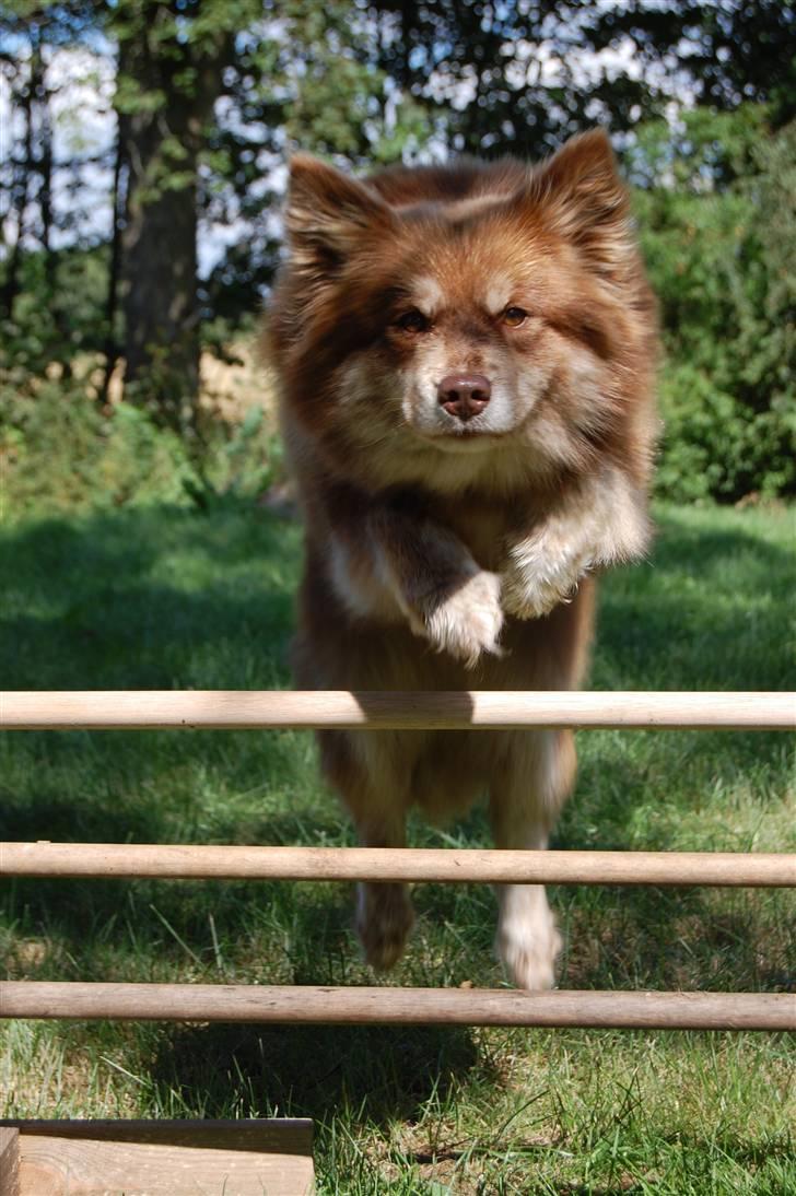 Finsk lapphund Fjällfarmens Qikki - Qira nyder virkelig at springe! :D Her ca 42 cm :) billede 25