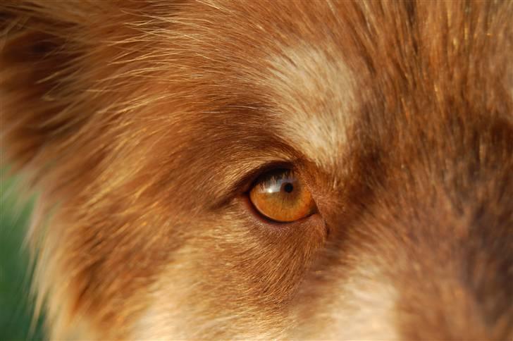 Finsk lapphund Fjällfarmens Qikki - De dejligste mørke øjne! :D Ingen lyse øjne på vores brune vaps! :D billede 26