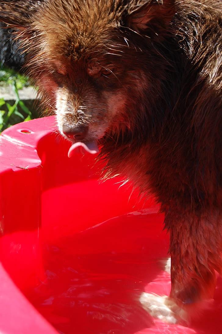 Finsk lapphund Fjällfarmens Qikki - Præcis som vi kender hende bedst! Altid med tungen ude af munden ;) billede 27