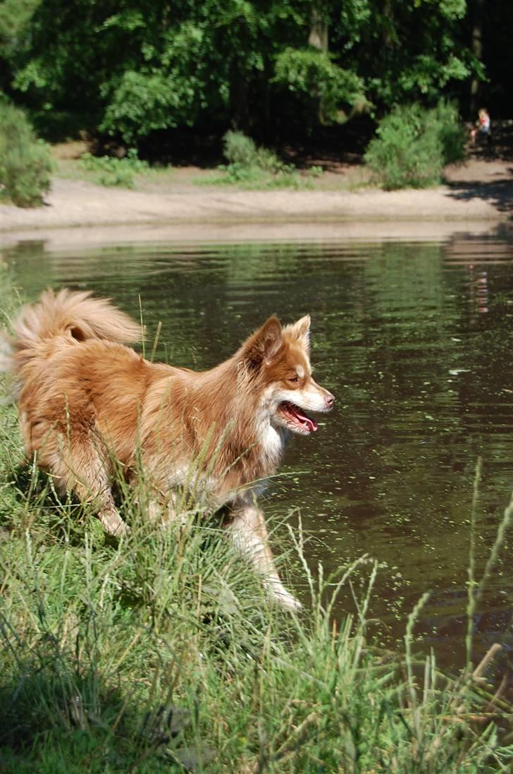 Finsk lapphund Fjällfarmens Qikki - I hundeskoven ;)  billede 28