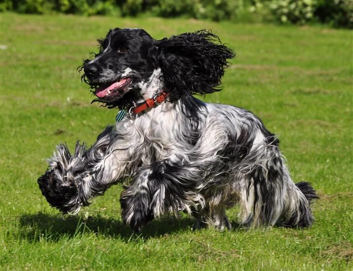 Cocker spaniel Castello - Castello 1 ½ år, vi øver indkald (; billede 1
