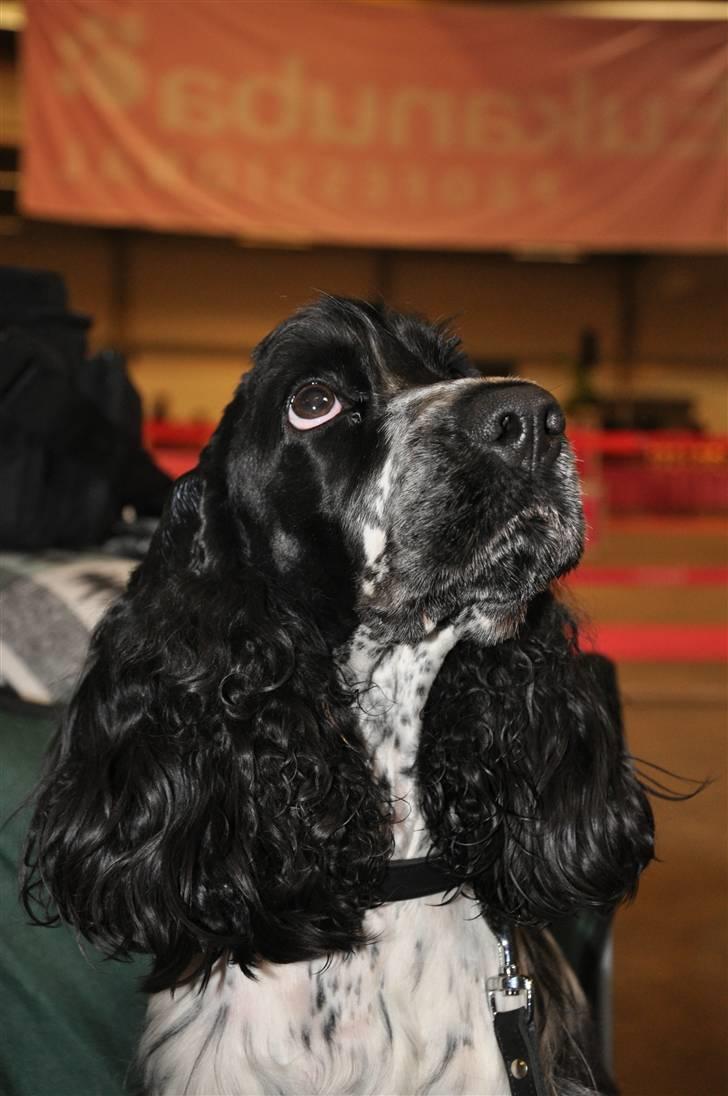 Cocker spaniel Castello - "Ja, jeg har taget din stol, og nej jeg flytter mig ikke" Castello 10 måneder til udstilling billede 3